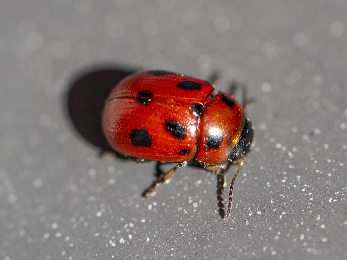 Gonioctena